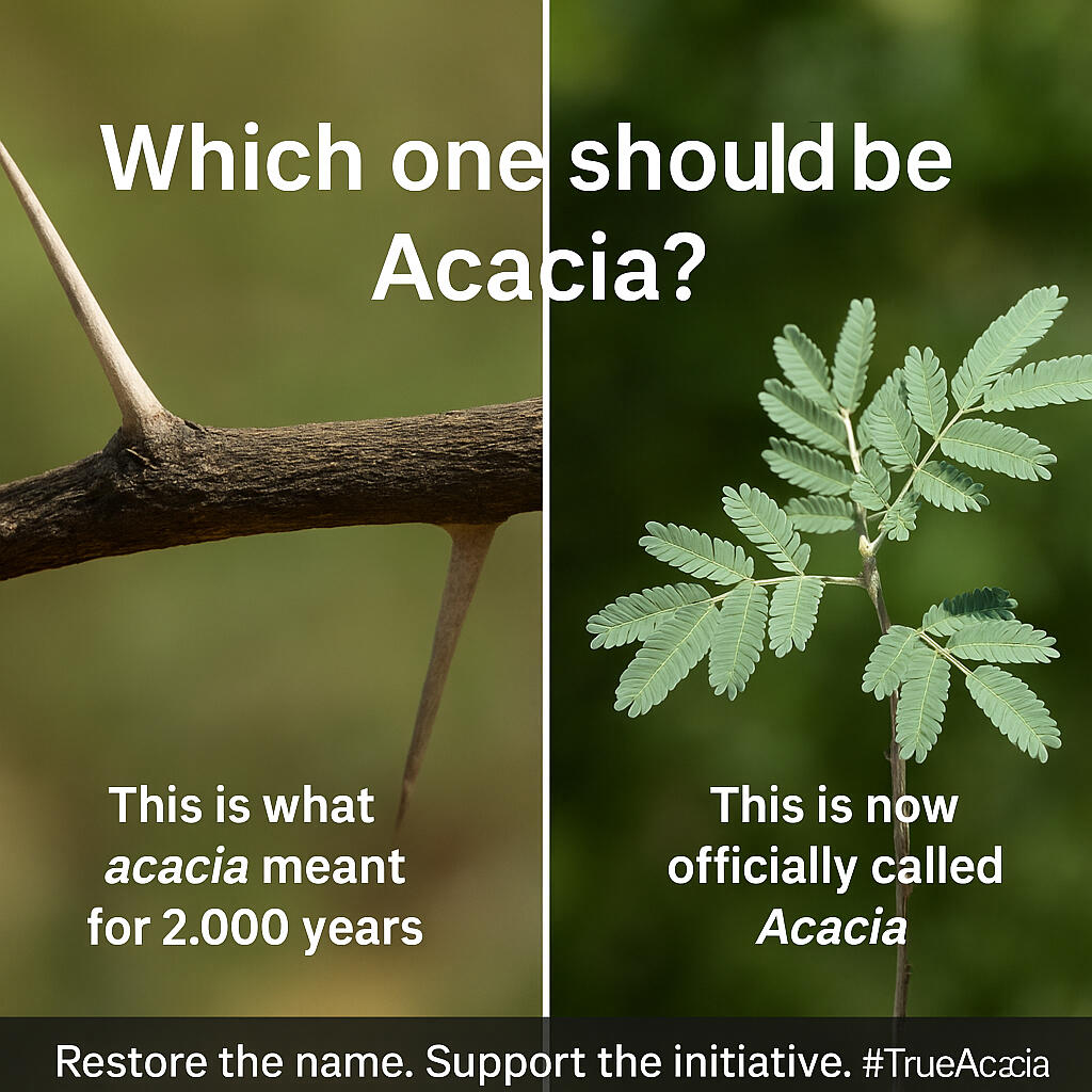 TRUE ACACIA